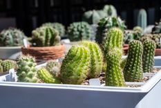 JARDÍN LAS PLANTAS PUEDEN SUFRIR ETIOLACIÓN Foto: SHUTERSTOCK