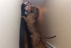 Conocé el pitbull más grande del mundo