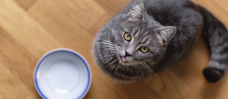 Los gatos pueden maullar frente al plato de comida por la frescura del alimento. Foto: Shutterstock Los gatos pueden maullar frente al plato de comida por la frescura del alimento. Foto: Shutterstock