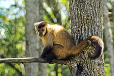 Foto: Alexandre Pereira