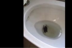 extranas criaturas en comodoro py: una plaga de murcielagos cubre los tribunales