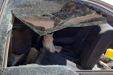 Destruido Algunas personas se acercaron al auto de Arancibia y lo hicieron pedazos. Un gato merodea por ahí.