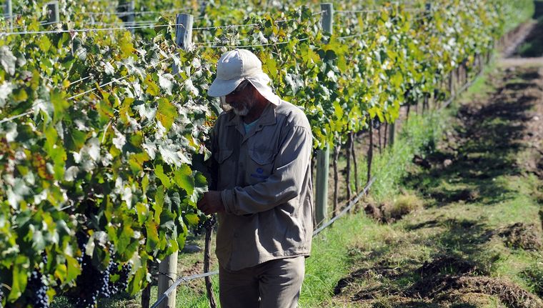 El sector agroindustrial no atraviesa su mejor momento, pero una serie de medidas podría hacer que se modifique la tendencia Foto: ALF PONCE MERCADO / MDZ