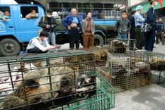 Gatos de civeta en un mercado de vida silvestre en China. Foto: Getty Images.