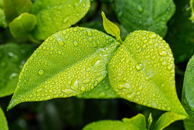 Estas son 5 plantas de moda que puedes mantener en agua y tienes que tener en tu casa. Foto: Pixabay - pixabay.com