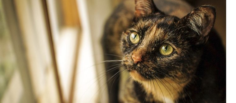 Los gatos carey casi siempre son hembras Foto: Shutterstock