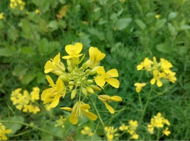 Ruda: una planta resistente que actúa como repelente natural de plagas. Ruda: una planta resistente que actúa como repelente natural de plagas.