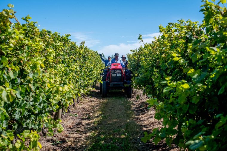Las uvas que se transformarán en vinos de influencia oceánica Foto: Diego Izquierdo