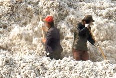 Más de un millón de trabajadores realizan duros trabajos de recolección de algodón en Xinjiang bajo condiciones cuestionables.