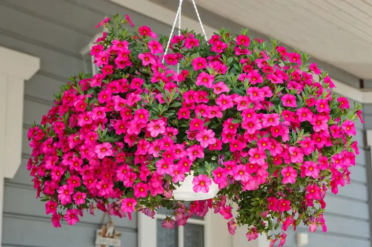 Calibrachoa: la flor aromática que se adapta a la vida en departamentos y se cultiva en maceta