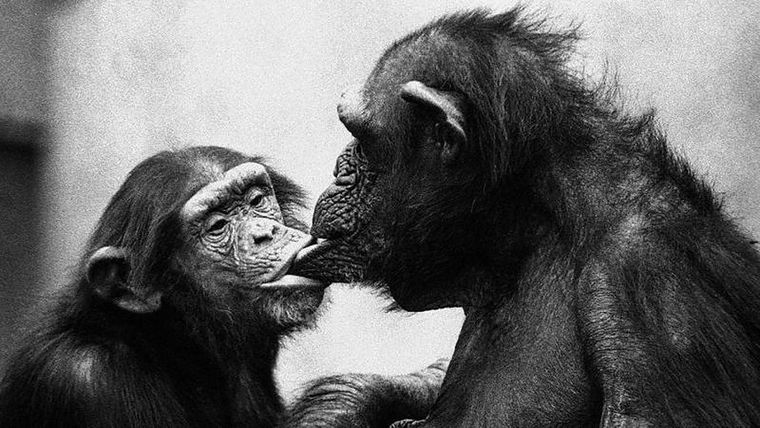 Madre chimpancé y su hijo de 4 años firman acuerdo de destete. Foto: FRANS DE WAAL/DIVULGACIÓN