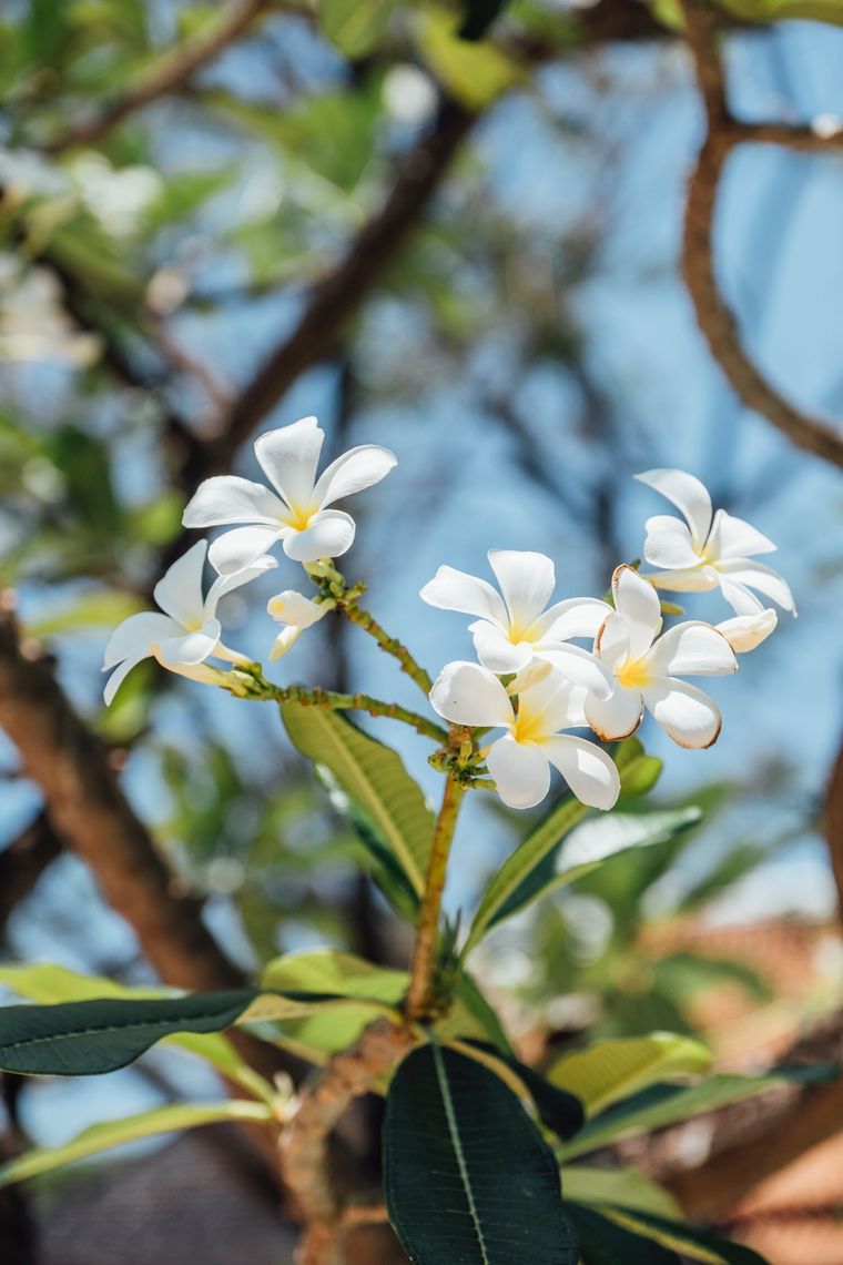 Los siguientes tips te ayudarán a mantener tu planta con flores todo el año. Foto: Archivo