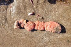 aparecieron extranos organismos con forma de verrugas en las playas de mar del plata