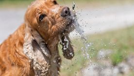 Mascotas en verano: los perros pueden sufrir golpes de calor. Foto: Shutterstock Mascotas en verano: los perros pueden sufrir golpes de calor. Foto: Shutterstock