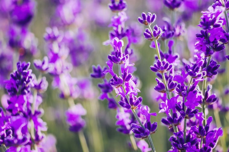 JARDÍN Lavandula es un género de plantas de la familia de las lamiáceas Foto: SHUTTERSTOCK
