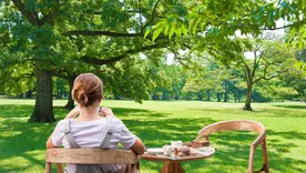 El árbol que da sombra y es ideal para patios con psicinas. El árbol que da sombra y es ideal para patios con psicinas.