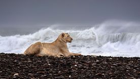 Los leones del desierto de Namibia se acercan a las costas del Atlántico en busca de alimentos. Los leones del desierto de Namibia se acercan a las costas del Atlántico en busca de alimentos.