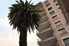 Plantar y cuidar una palmera en tu espacio al aire libre requiere atención y paciencia Foto: ALF PONCE / MDZ