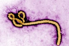 cinco especulaciones malevolas sobre el ebola
