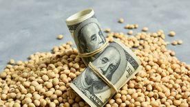 La soja es la principal generadora de divisas para el país, aportando anualmente más de 20.000 millones de dólares, según datos del Consejo Agroindustrial Argentino. La soja es la principal generadora de divisas para el país, aportando anualmente más de 20.000 millones de dólares, según datos del Consejo Agroindustrial Argentino.