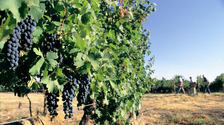 El seguro funcionará para los productores más chicos y es una alternativa a la lucha antigranizo.