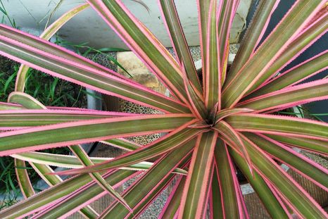 La Drácena marginata combina lo mejor de dos mundos: es decorativa y funcional, resistente pero refinada Foto: SHUTTERSTOCK