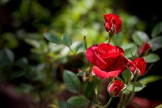 Con este secreto casero las rosas crecerán fuertes y sanas Foto: SHUTERSTOCK