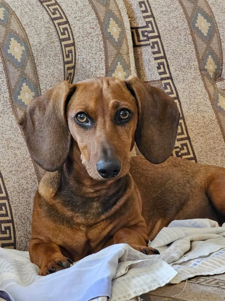 La avena tiene propiedades antiinflamatorias que aliviará la picazón en el perro. Foto: Rodrigo Carrizo