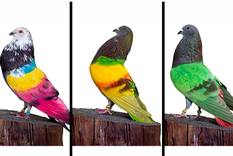 El robo que se hizo viral. El robo que se hizo viral.