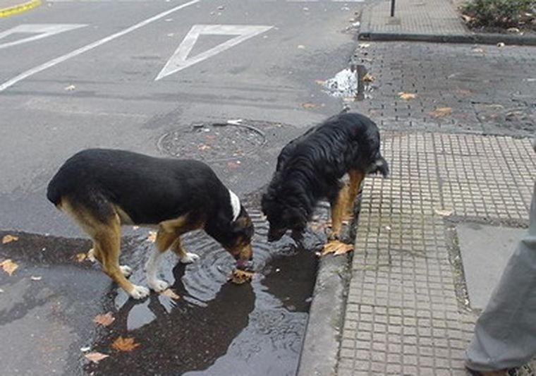 Muchos animales son abandonados en la calle. Foto: web