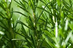 El Romero es una planta muy aromática y con una gran cantidad de beneficios. Descúbrelos