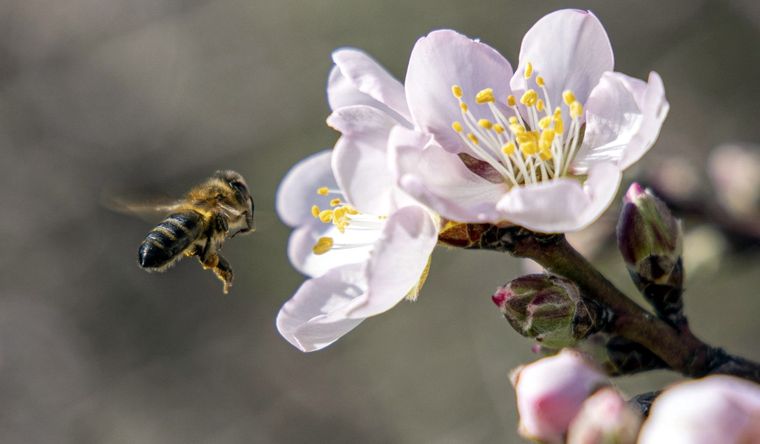La polinización es un acto fundamental de la vida en el planeta. Foto: Efe.