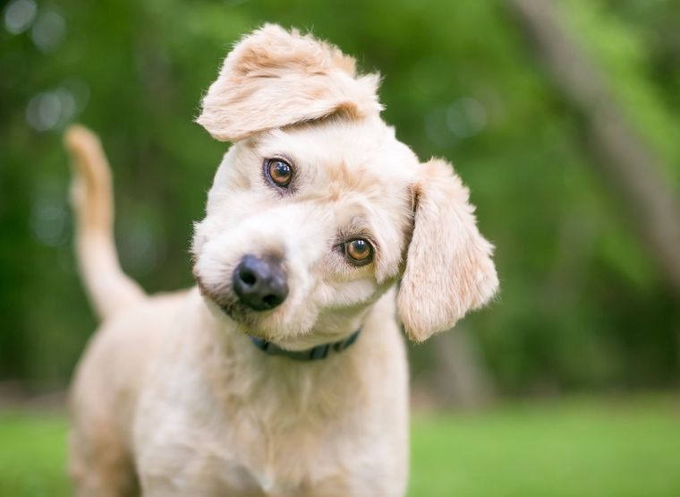 MASCOTAS LOS PERROS NECESITAN DE UN CUIDADO ESPECIAL AL SER RECIBIDOS POR PRIMERA VEZ EN EL HOGAR. Foto: SHUTTERSTOCK
