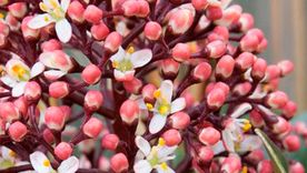 Las plantas que se siembran en diciembre crecen más rápido. Imagen:  Future