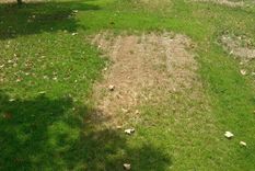 descubre por que el cesped se pone amarillo