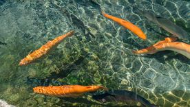 Tierra del Fuego derogó la ley que prohibía la cría de salmones Tierra del Fuego derogó la ley que prohibía la cría de salmones