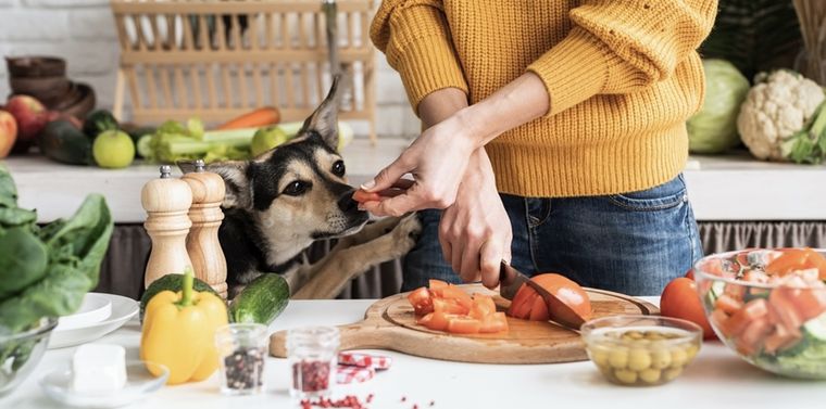 Si tienes una mascota esta información te será útil Foto: Shutterstock