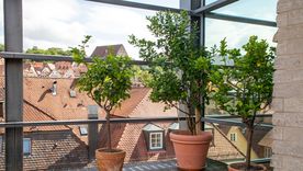 Renueva el balcón o la terraza con un árbol pequeño. Renueva el balcón o la terraza con un árbol pequeño.