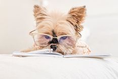 el mas tierno: perrito es furor en redes por sus originales disfraces