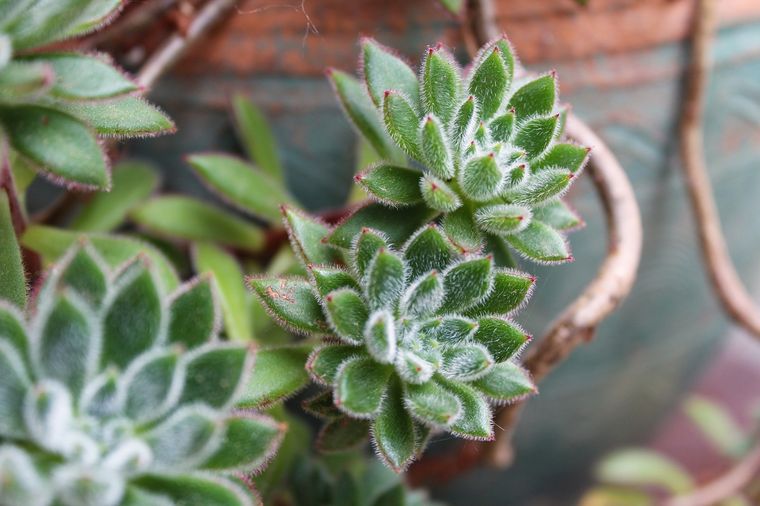 JARDÍN LAS SUCULENTAS Echeveria Pulvinata SE CARACTERIZAN POR CONTAR CON PEQUEÑOS PELOS. Foto: SHUTTERSTOCK