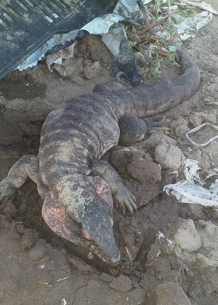 El lagarto colorado causó revuelo ayer en una finca de San Carlos