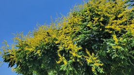 El árbol lluvia de oro que da sombra y atrae polinizadores. El árbol lluvia de oro que da sombra y atrae polinizadores.
