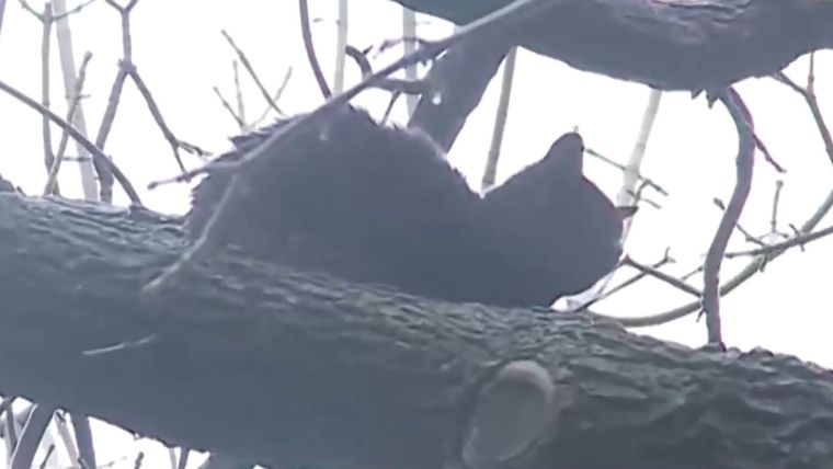 El gato pasó la ciclogénesis en un árbol.