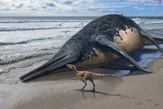 Una especie de ictiosaurio recien descrita en la revista PLOS ONE es probablemente la especie de reptil marino más grande jamás descrita. Foto: Dpa. Una especie de ictiosaurio recien descrita en la revista PLOS ONE es probablemente la especie de reptil marino más grande jamás descrita. Foto: Dpa.