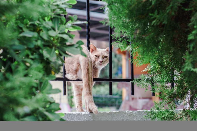 Estas mascotas son una de las más curiosas que podemos encontrar Foto: Shutterstock