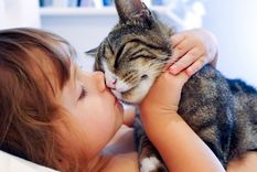 MASCOTAS Los gatos pueden molestarse si les mostramos afecto cuando ellos no lo desean Foto: ARCHIVO