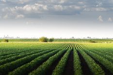 El artículo 154 del DNU anuncia la derogación de la Ley de Tierras Rurales 26.737. Foto: shutterstock.com