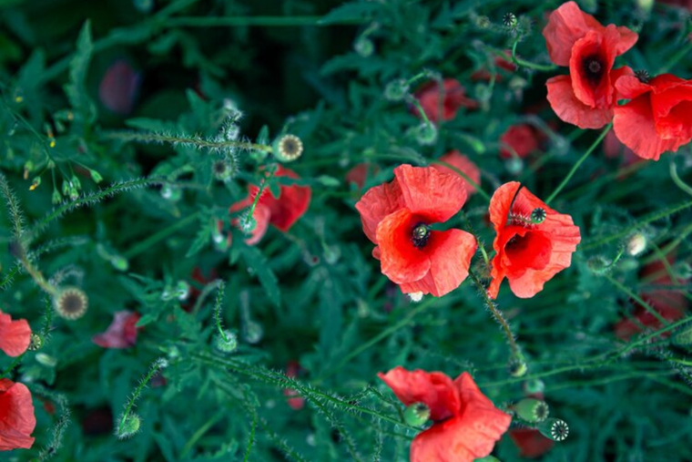 Esta es la planta que necesita poca agua y tiene flores hermosas. Foto: Pexels