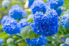 PLANTAS CON FLOR AZUL Foto: SHUTTERSTOCK