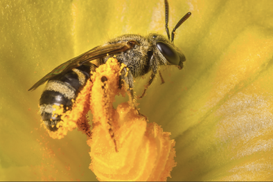 MDZol | Las abejas son consideradas las mayores polinizadoras del planeta Foto: Shutterstock